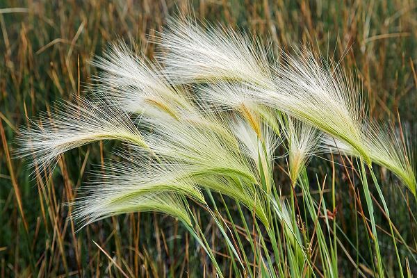 Jones, Adam 아티스트의 Foxtail grasses-Mono Lake-Tufa State Natural Reserve-California작품입니다.